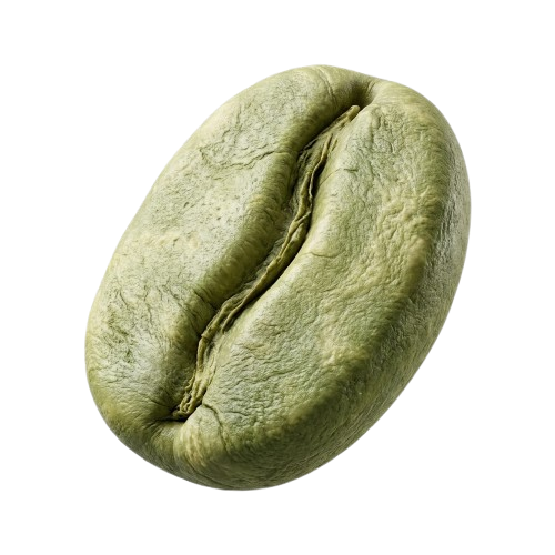 دانه سبز عربیکا